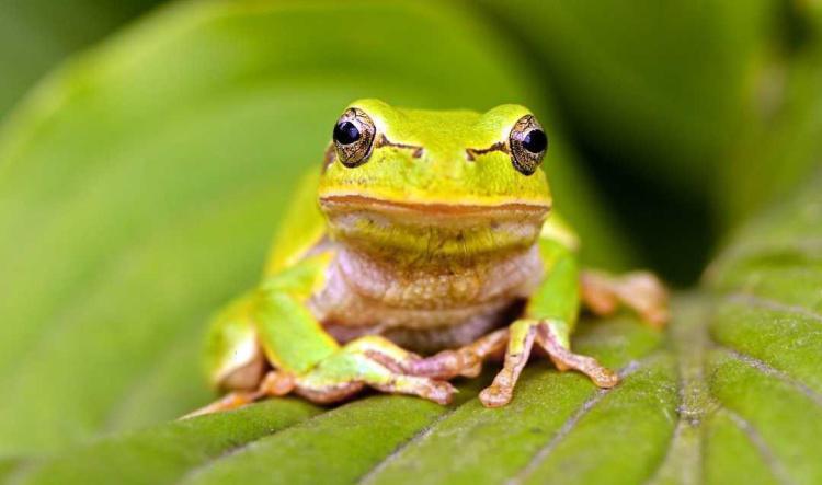 Grenouille : Communication et Métamorphose