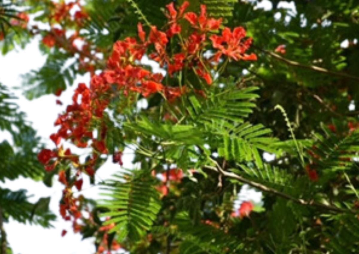 CHANE PAO KAN Murielle CHANE PAO KAN Murielle