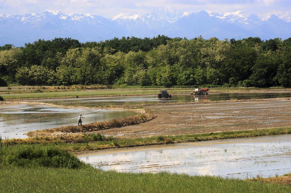 Risaie vercellesi, specchi d’acqua Risaie vercellesi, specchi d’acqua