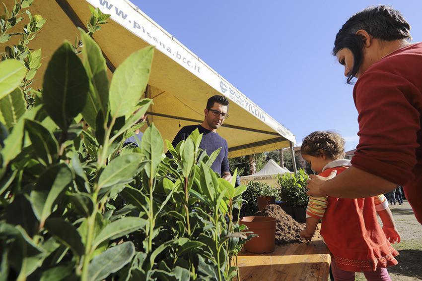 L’alloro e gli aranci di Grottammare 