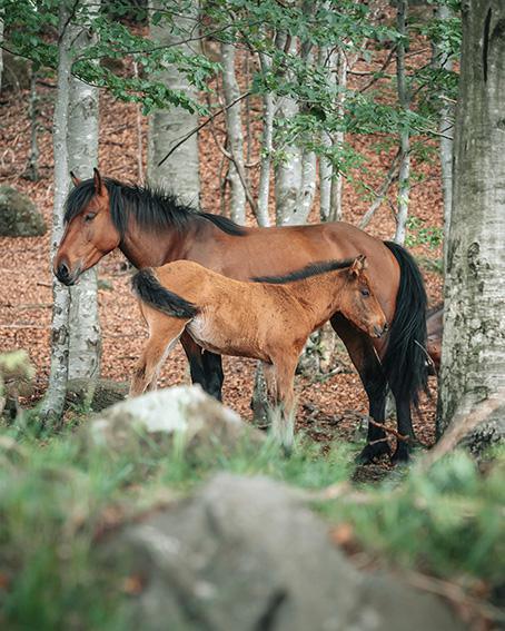 I cavalli selvaggi dell’Aveto - Horse watching
I cavalli selvaggi dell’Aveto - Horse watching