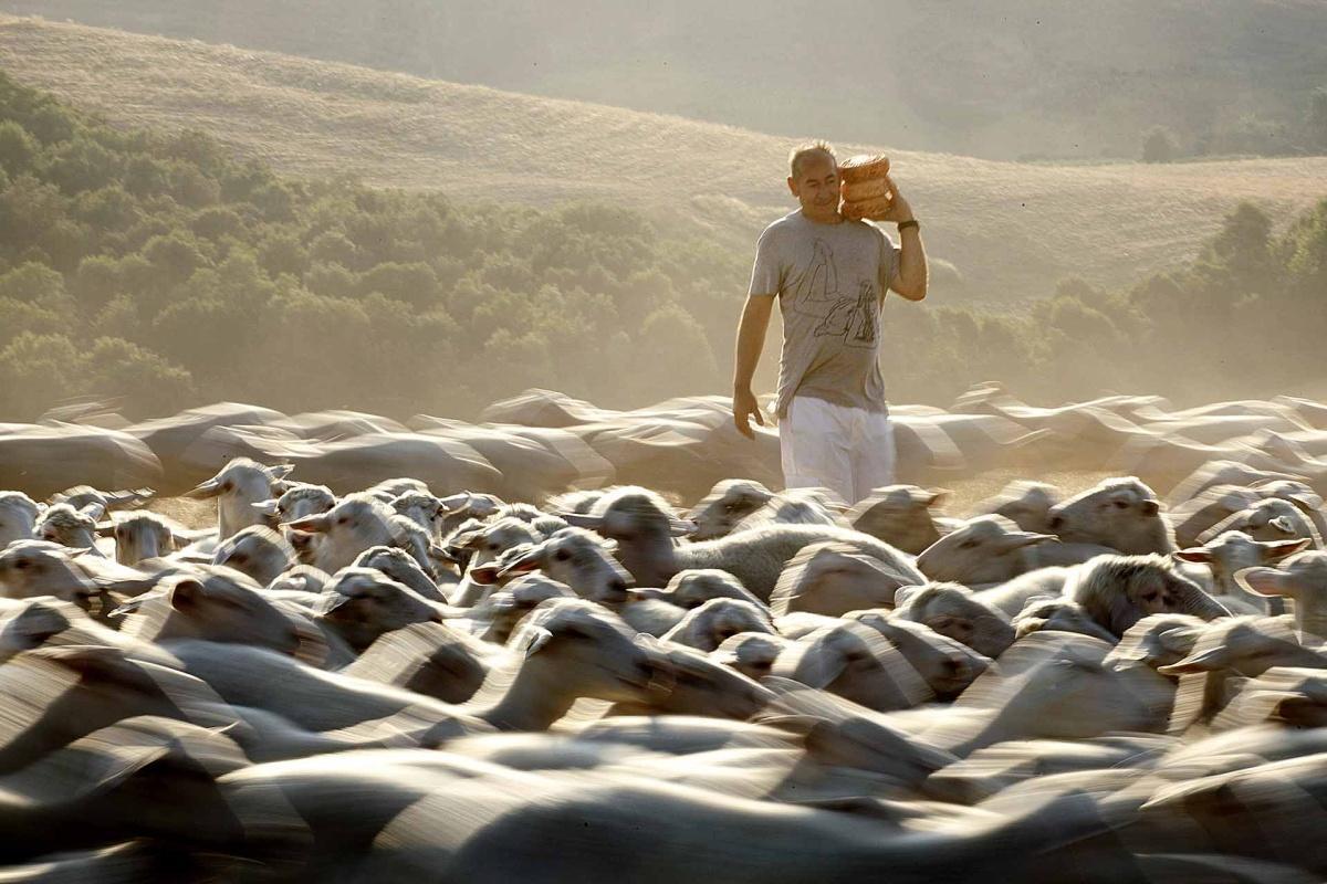 Fattoria Lischeto - l'arte del pecorino tra le argille volterrane Fattoria Lischeto - l'arte del pecorino tra le argille volterrane