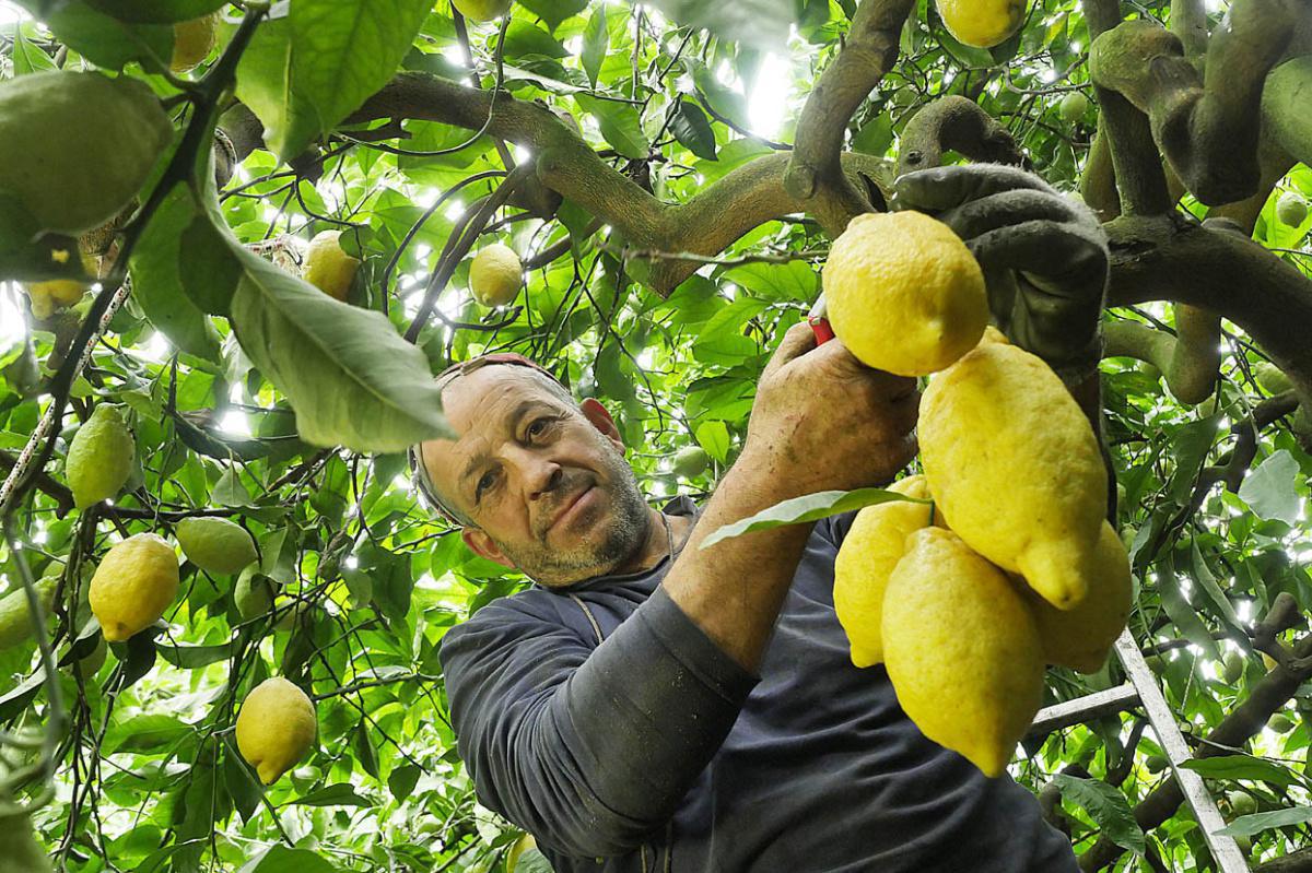 L’oro giallo della Penisola sorrentina e della Costiera amalfitana