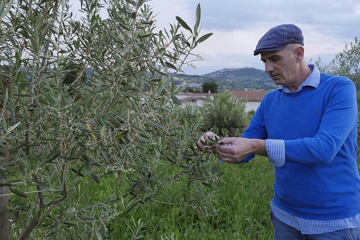 Olio EVO nel segno della Ravece