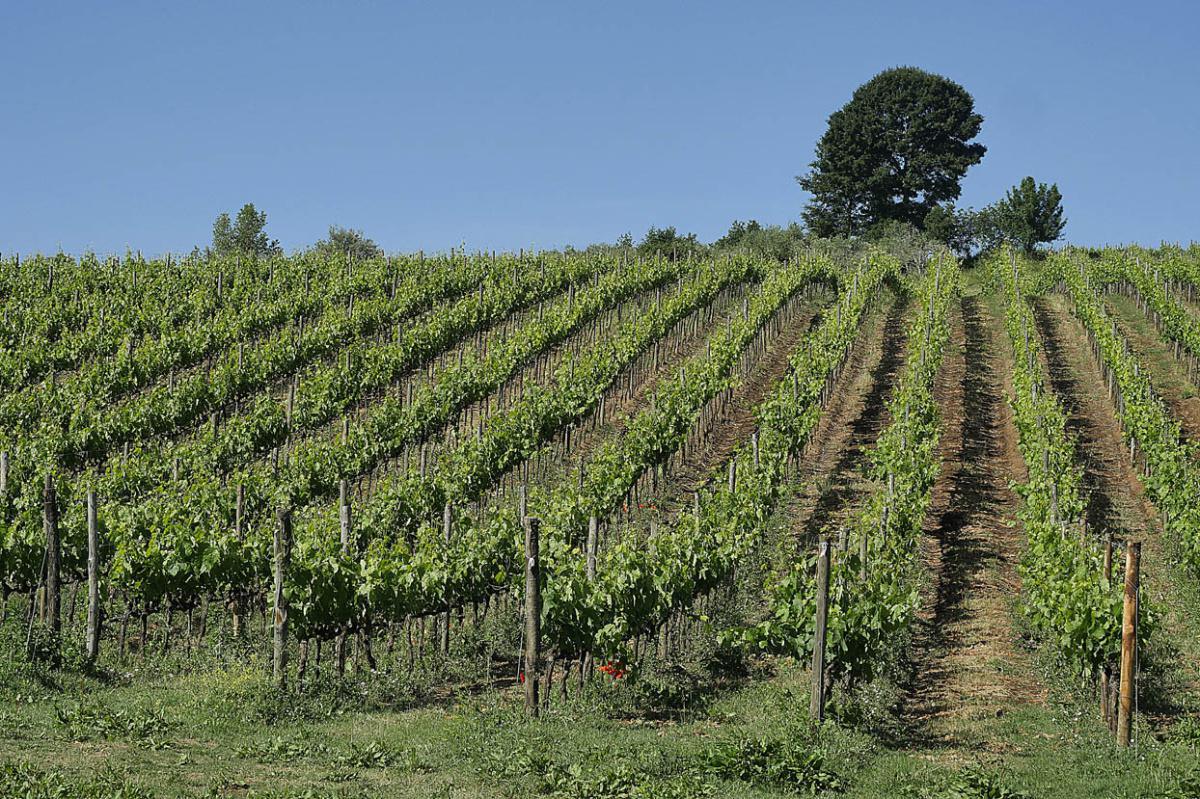 Irpinia, terra di vini