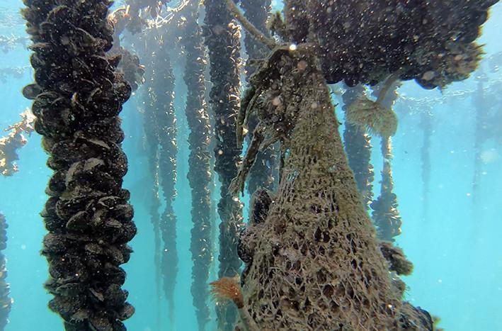 L’Oro Nero del golfo: i muscoli sostenibili di La Spezia