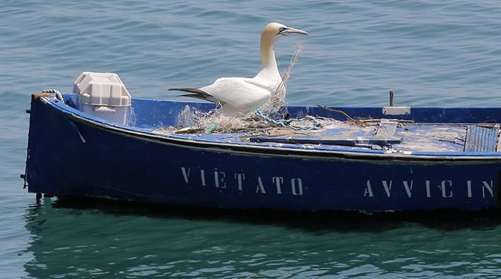 Nelson l’ultima sula di Portovenere e i muscoli sostenibili di La Spezia Nelson l’ultima sula di Portovenere e i muscoli sostenibili di La Spezia