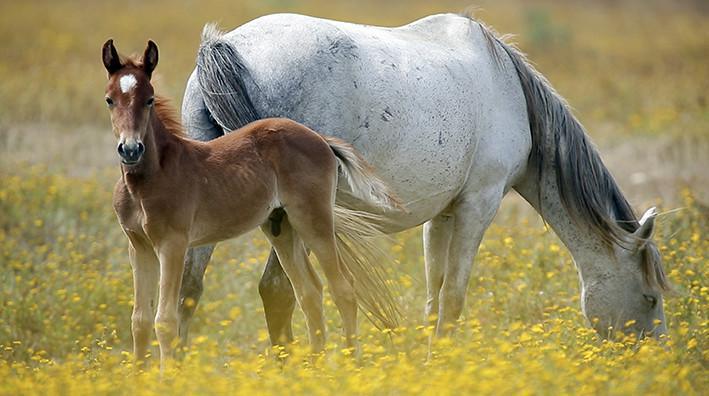 Gianmaria: Il custode dell’Asinara
Gianmaria: Il custode dell’Asinara