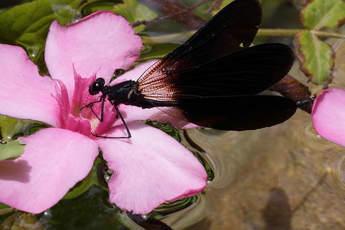 Trekking botanico sensoriale Trekking botanico sensoriale