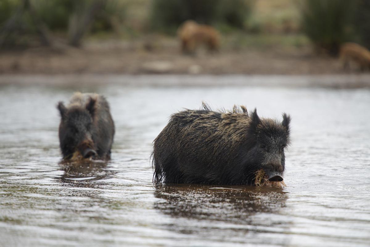 Periplo dell’Asinara Periplo dell’Asinara