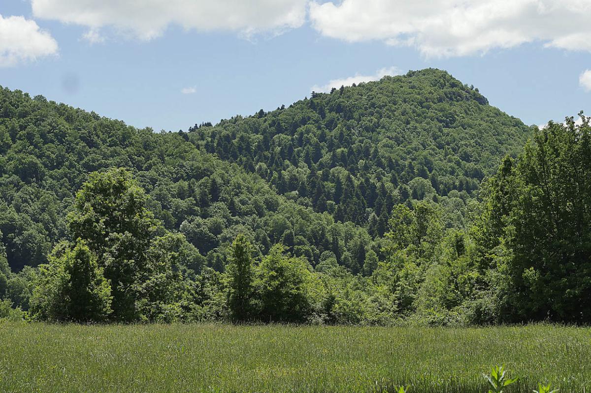 Un Bosco Monumentale Nel Cuore Dell’Abruzzo