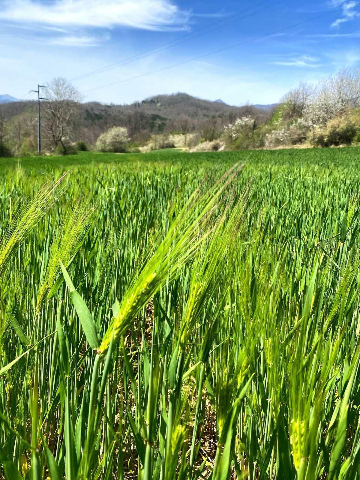 Maltolento: birra artigianale e rinascita a Castel del Giudice Maltolento: birra artigianale e rinascita a Castel del Giudice
