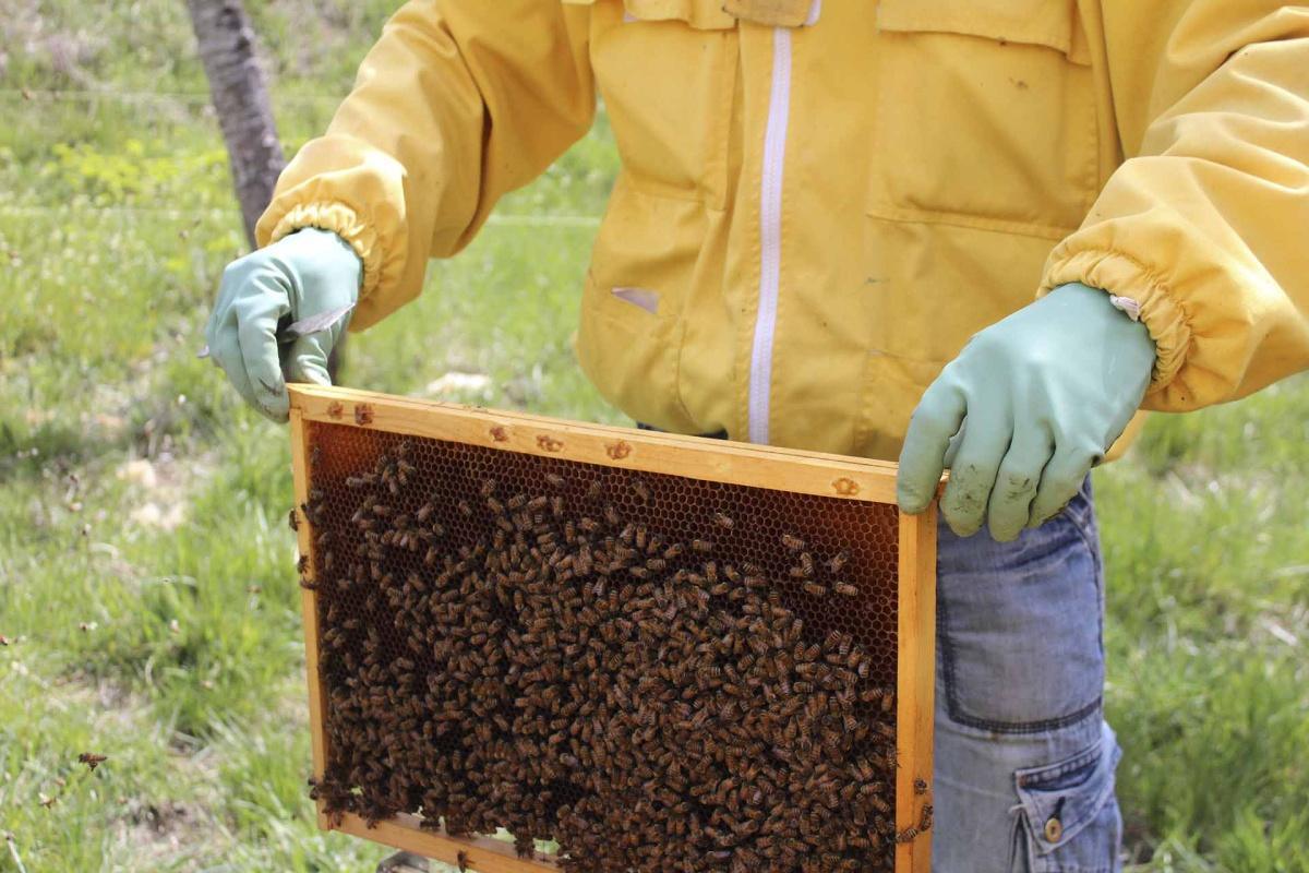 Apiario di Comunità: il patto tra l’uomo e le api a Castel del Giudice