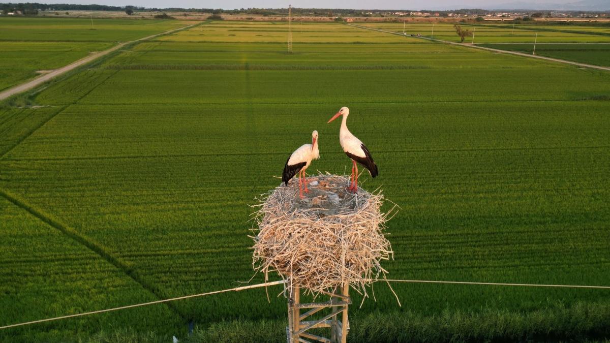  Riso Magisa: la coltivazione della Piana di Sibari a Villapiana