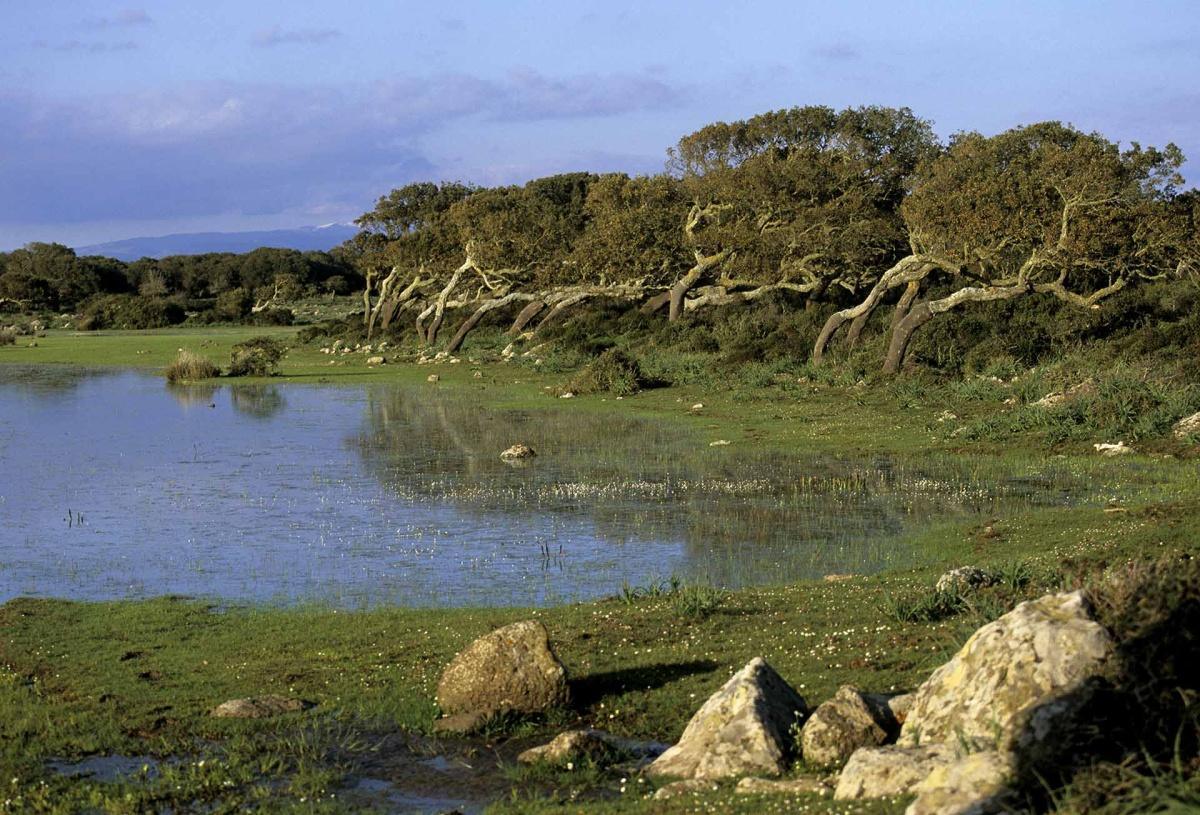 Parco della Giara: l’altopiano dei cavalli selvaggi e degli alberi bandiera Parco della Giara: l’altopiano dei cavalli selvaggi e degli alberi bandiera