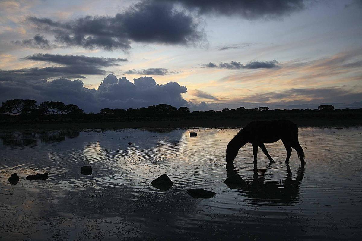Parco della Giara: l’altopiano dei cavalli selvaggi e degli alberi bandiera