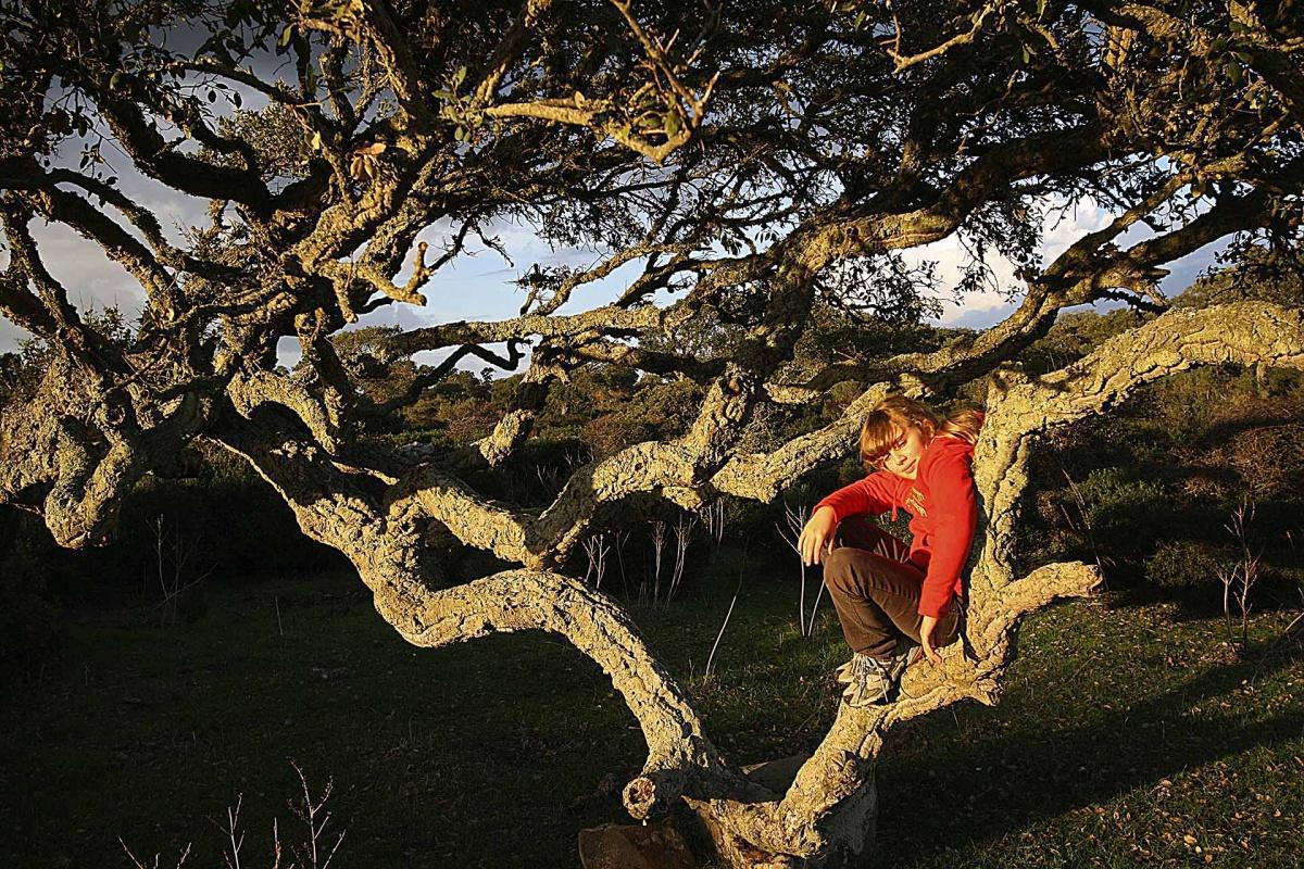 Parco della Giara: l’altopiano dei cavalli selvaggi e degli alberi bandiera