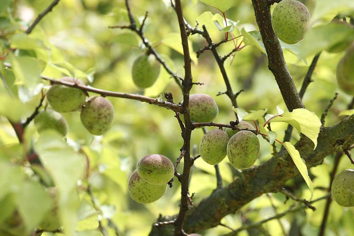 Archeologia Arborea: il santuario della biodiversità fruttifera Archeologia Arborea: il santuario della biodiversità fruttifera