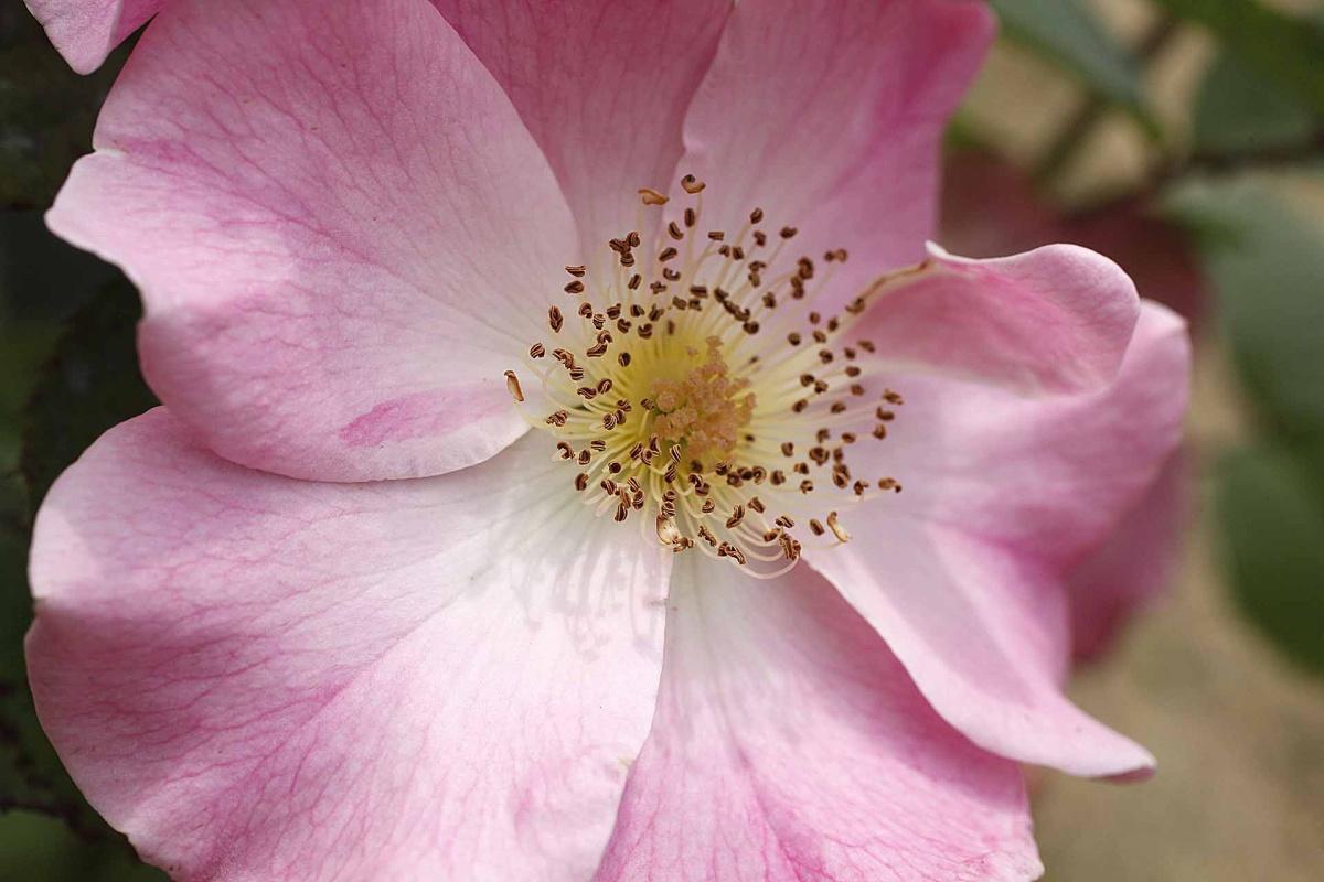  Archeologia Arborea: il santuario della biodiversità fruttifera