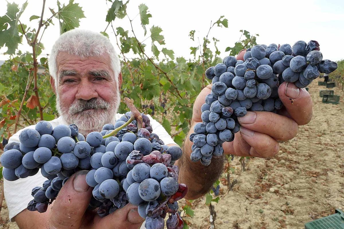Tenuta Olianas a Gergei - l'integrità del Sarcidano in anfora