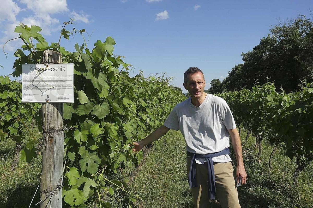 Cantine Alois - la riscoperta dei vitigni borbonici a Pontelatone Cantine Alois - la riscoperta dei vitigni borbonici a Pontelatone