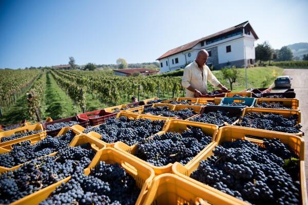 Tenuta Tralice - tra vigne gentili e quiete rurale ad Alvignano Tenuta Tralice - tra vigne gentili e quiete rurale ad Alvignano