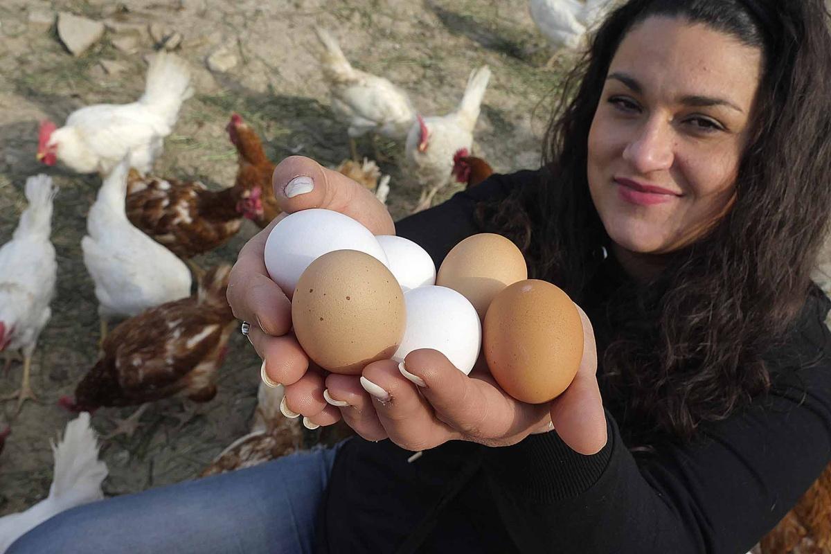 La Querciolaia - l’allevamento etico e la biodiversità avicola
