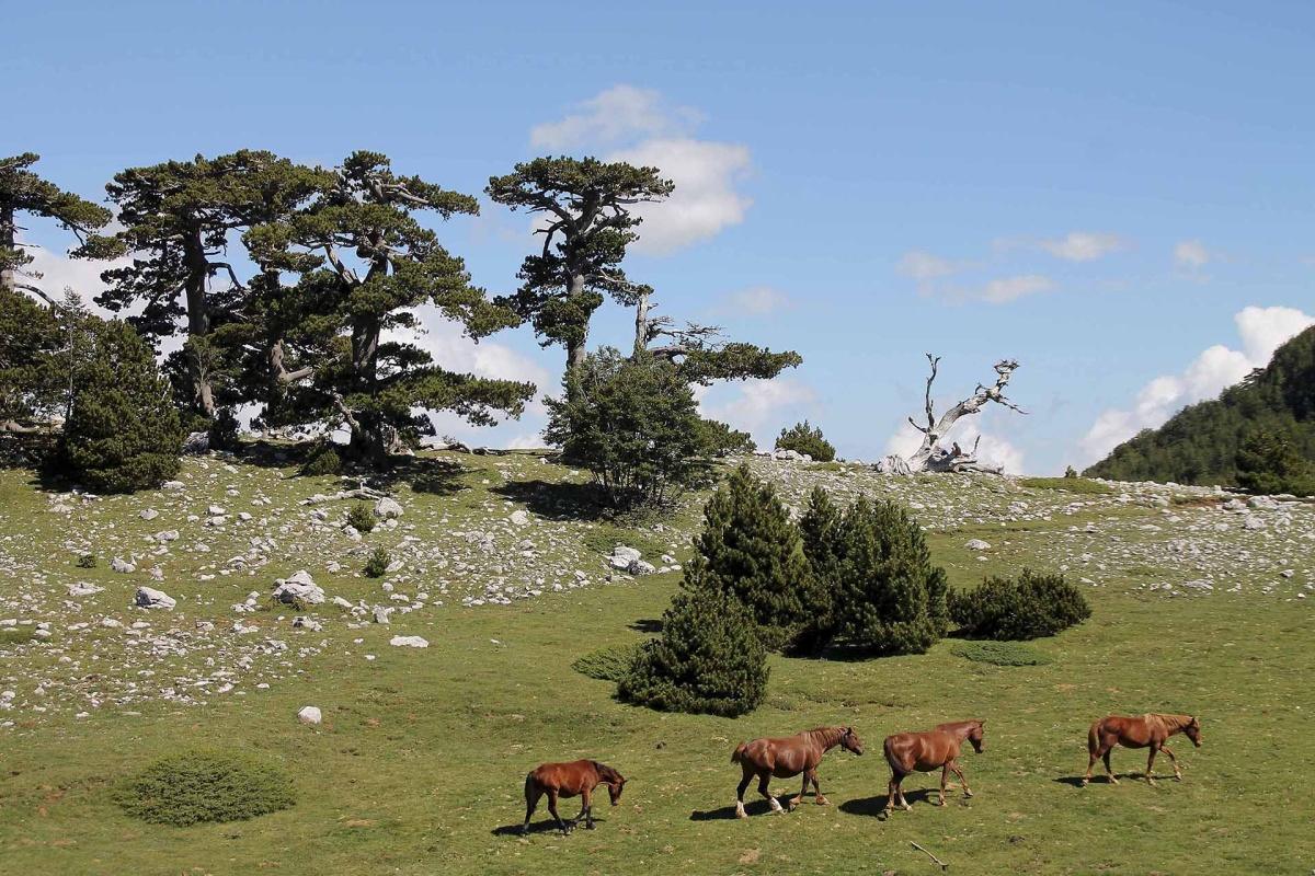 Il respiro selvaggio del Pollino: viaggio nel Sud intatto