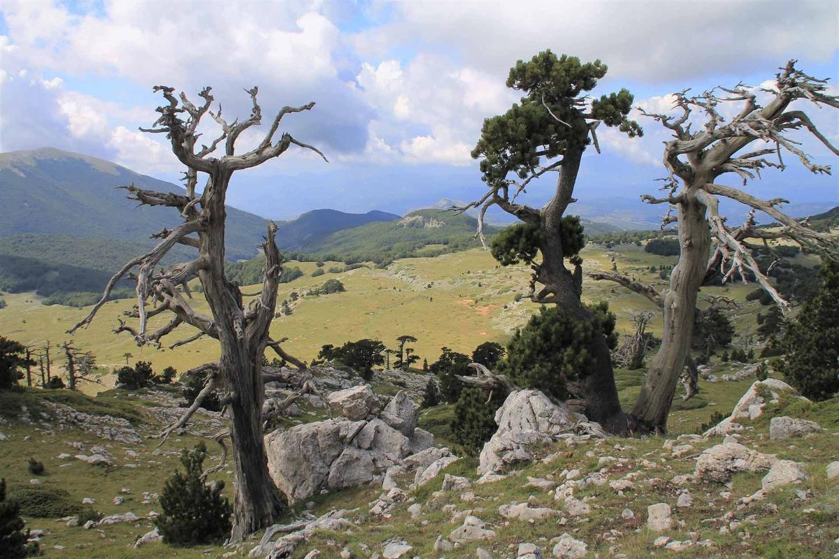 Il respiro selvaggio del Pollino: viaggio nel Sud intatto Il respiro selvaggio del Pollino: viaggio nel Sud intatto
