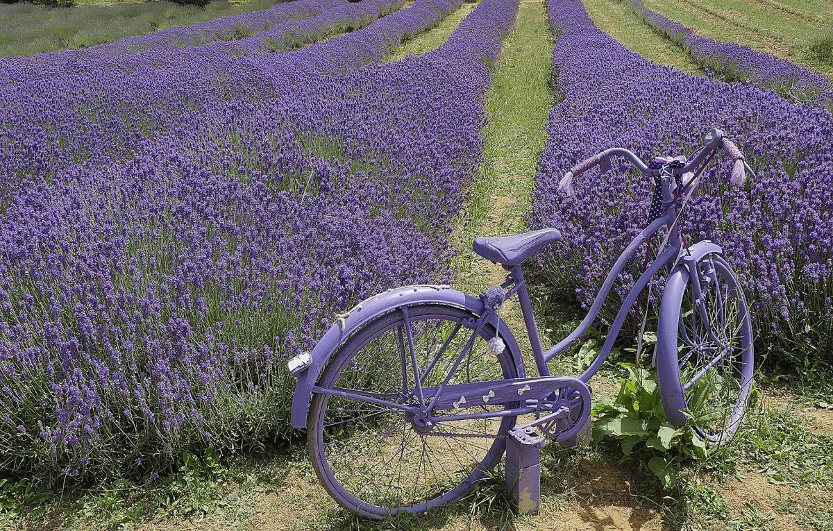 Parco della Lavanda a Morano Calabro - il viola del Pollino