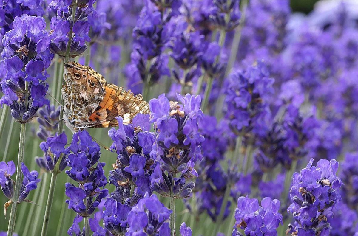Parco della Lavanda a Morano Calabro - il viola del Pollino