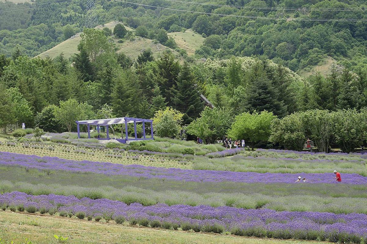 Parco della Lavanda a Morano Calabro - il viola del Pollino