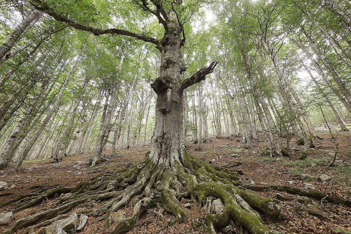 Faggio delle Sei Sorelle - gigante verde del Pollino