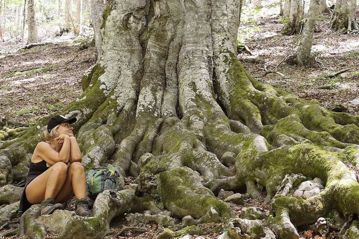 Faggio delle Sei Sorelle - gigante verde del Pollino