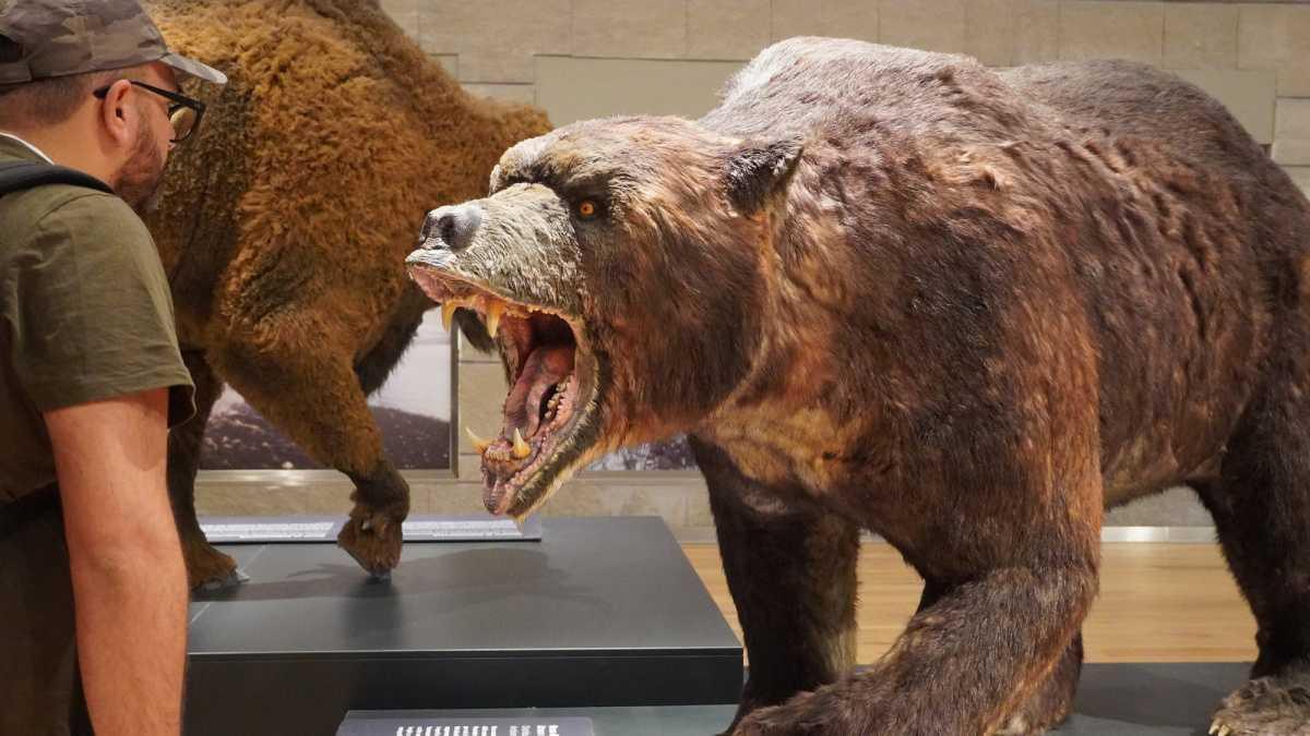 Museo Nazionale del Paleolitico di Isernia, la preistoria da vicino
