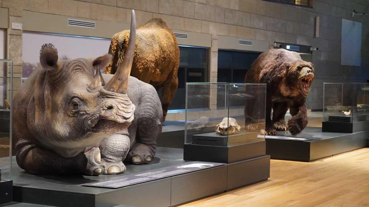 Museo Nazionale del Paleolitico di Isernia, la preistoria da vicino