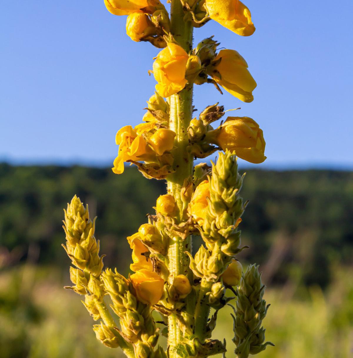 Elixir Biotech Capillary Reconstructor: la nuova frontiera della ricostruzione capillare