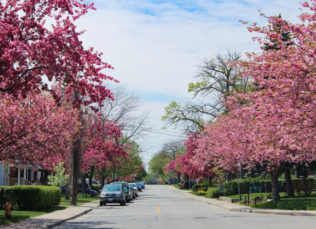 Mimico Neighbourhood Guide