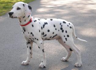 Dalmatien Club Francais Affilie A La Societe Centrale Canine Race Dalmatien Dalmatien Club Francais Affilie A La Societe Centrale Canine Race Dalmatien