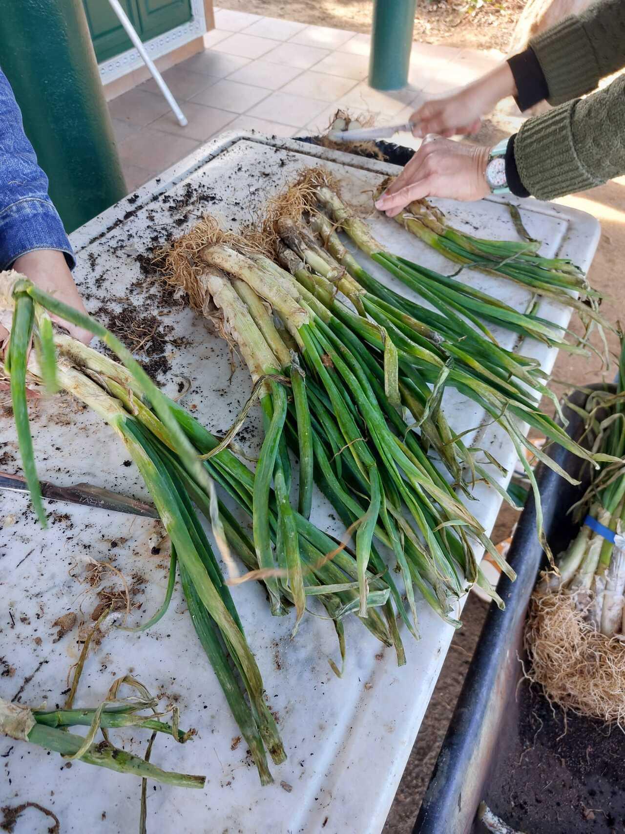 Ideal per a calçotades