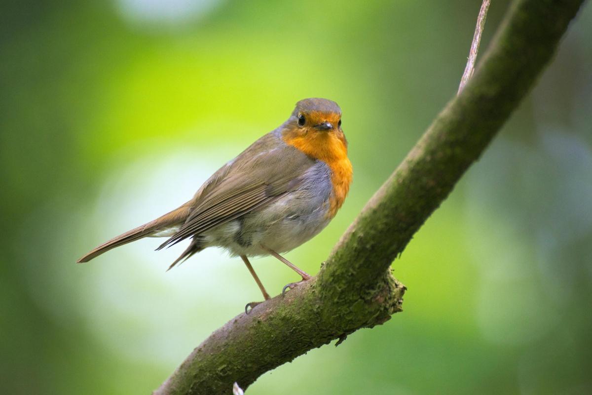 Maak je eigen kleurrijke vogelvoederstation bij Hornbach