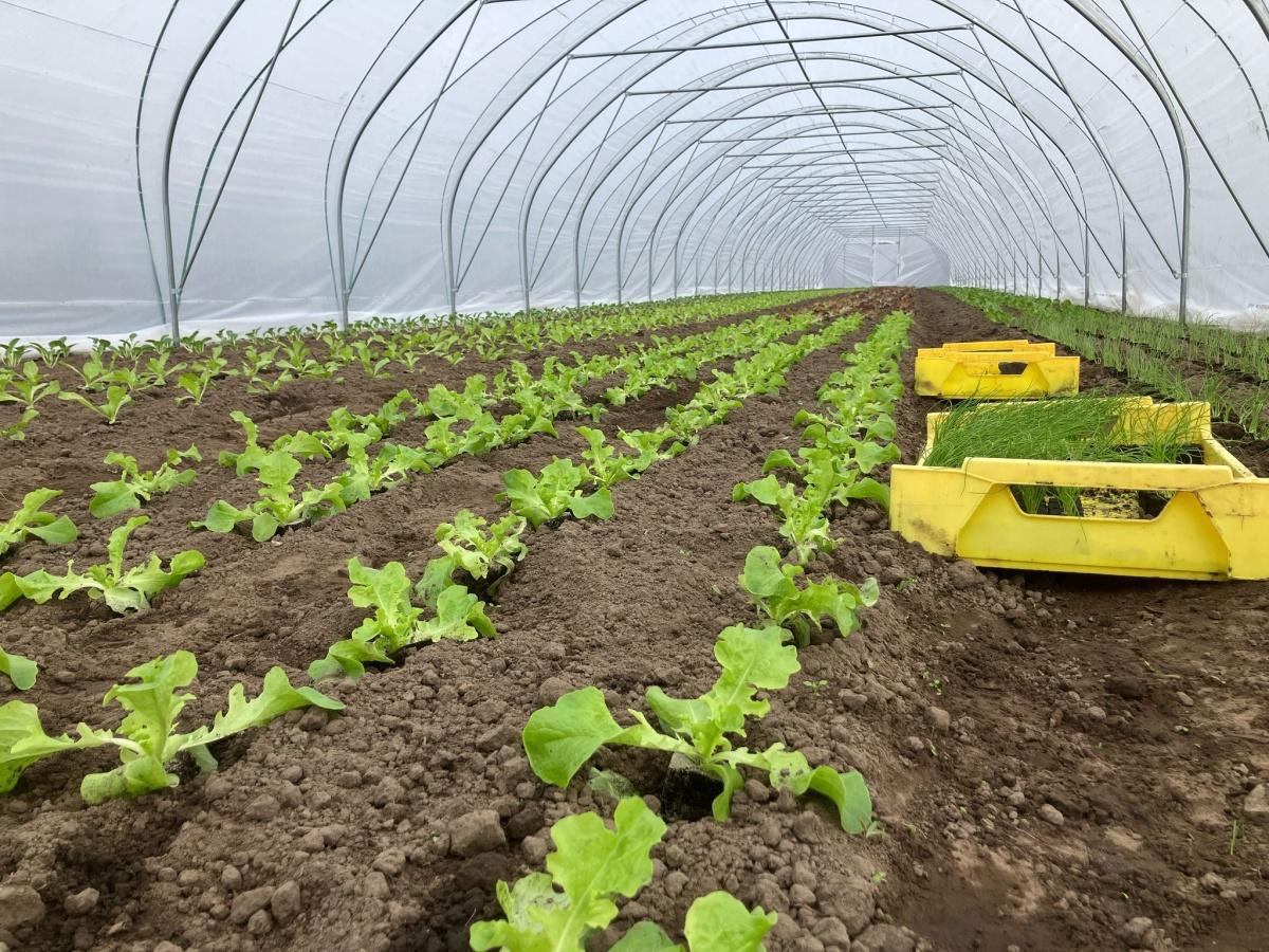 Herenboeren op ‘t Lies viert lustrum Herenboeren op ‘t Lies viert lustrum