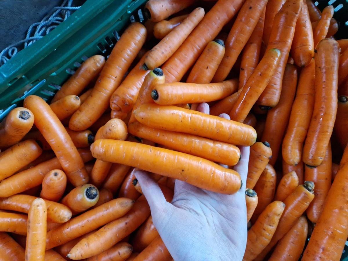 No Waste Army gaat deze keer 261.000 kilo groenten redden No Waste Army gaat deze keer 261.000 kilo groenten redden