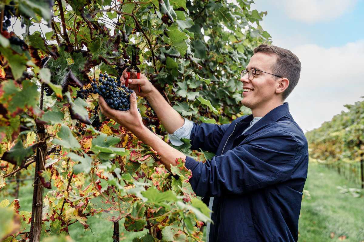 130.000 kilo Belgische druiven gered van de afvalberg 130.000 kilo Belgische druiven gered van de afvalberg