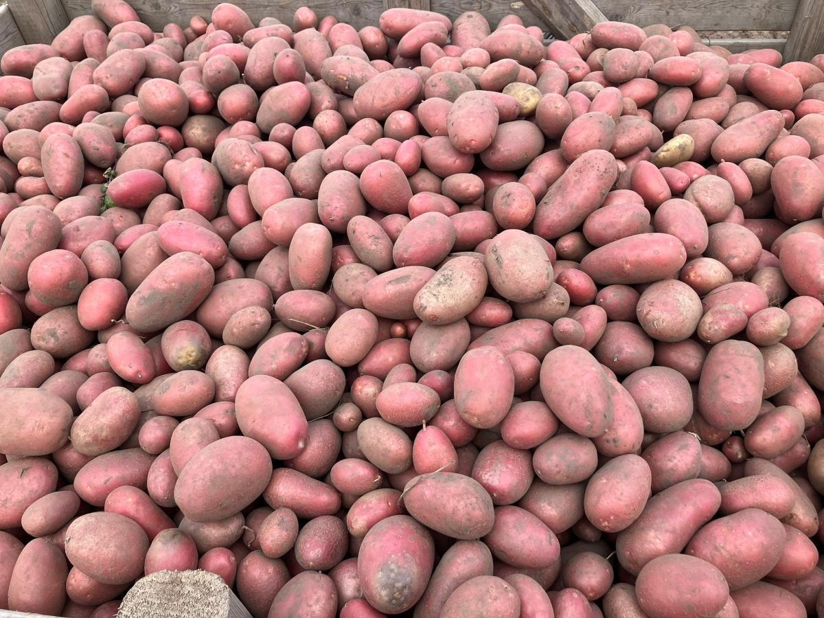 Herenboeren Breda deelt overvloedige oogst met regionale goede doelen