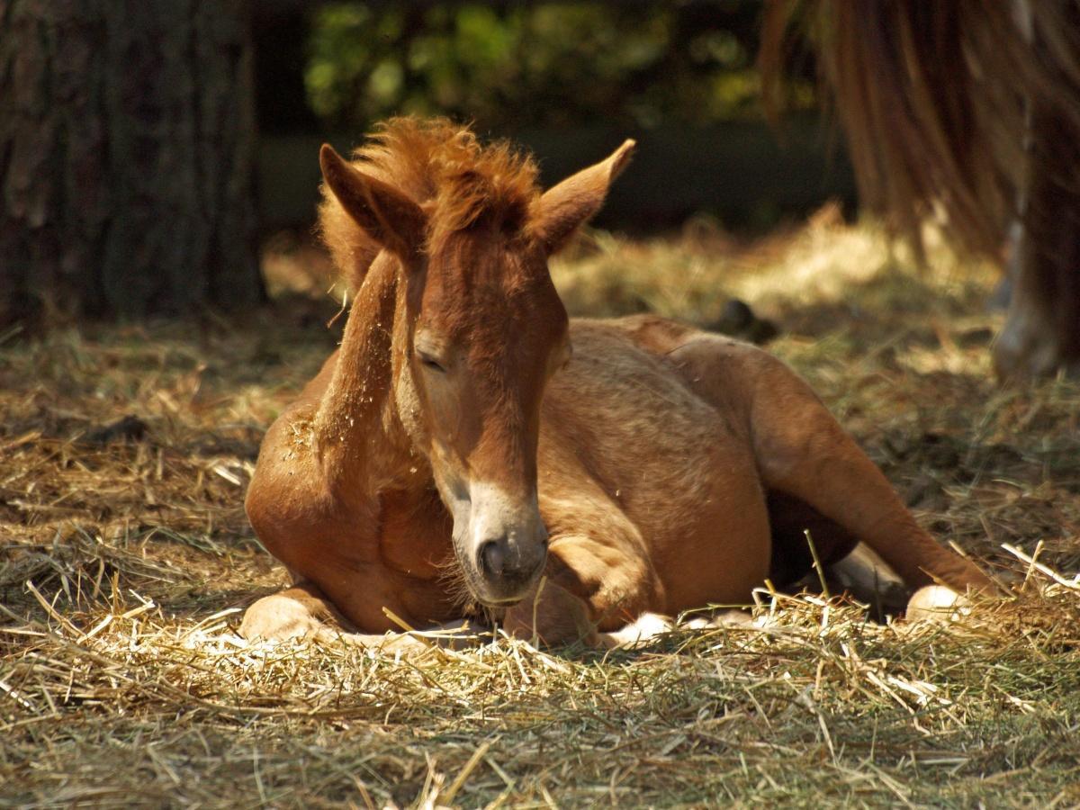 Toekomstgerichte aanpak van kinderboerderijen en dierenweides in Breda Toekomstgerichte aanpak van kinderboerderijen en dierenweides in Breda