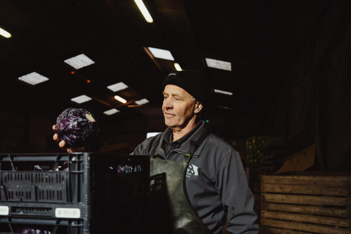 Grote partij biologische kolen dreigt verloren te gaan in Drimmelen door strenge eisen Grote partij biologische kolen dreigt verloren te gaan in Drimmelen door strenge eisen