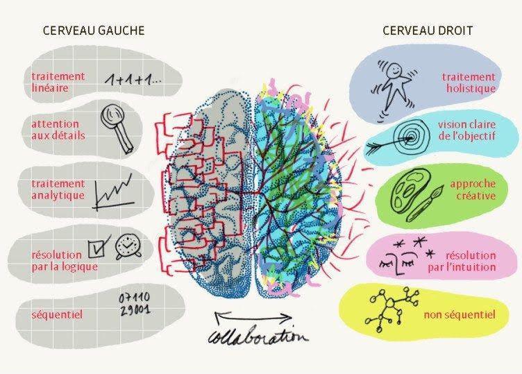 Organisation optimale du cerveau