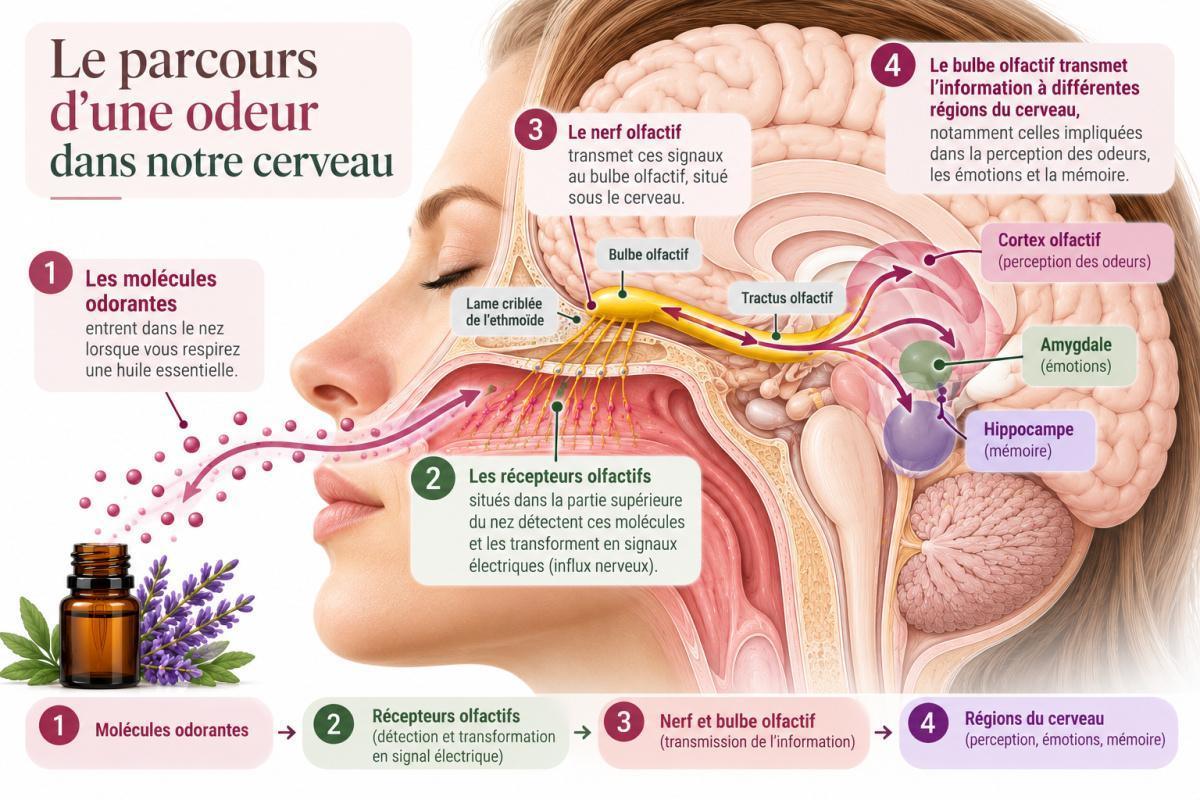 Huiles essentielles et émotions : comment les odeurs agissent sur le cerveau Huiles essentielles et émotions : comment les odeurs agissent sur le cerveau