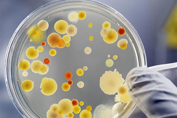 MICROBIOLOGY MICROBIOLOGY